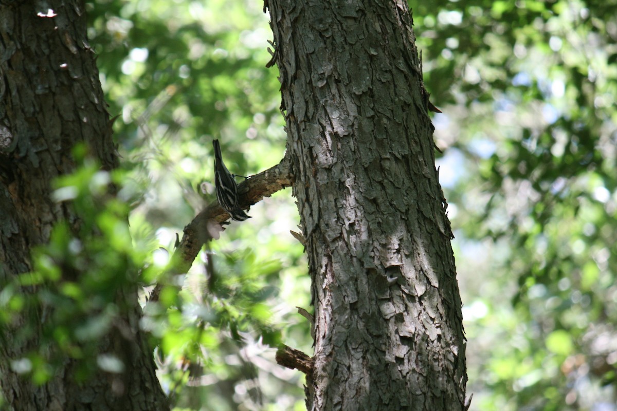Reinita Trepadora - ML96113301