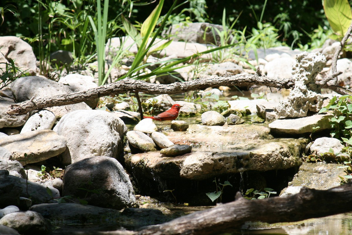 Piranga Roja - ML96113461