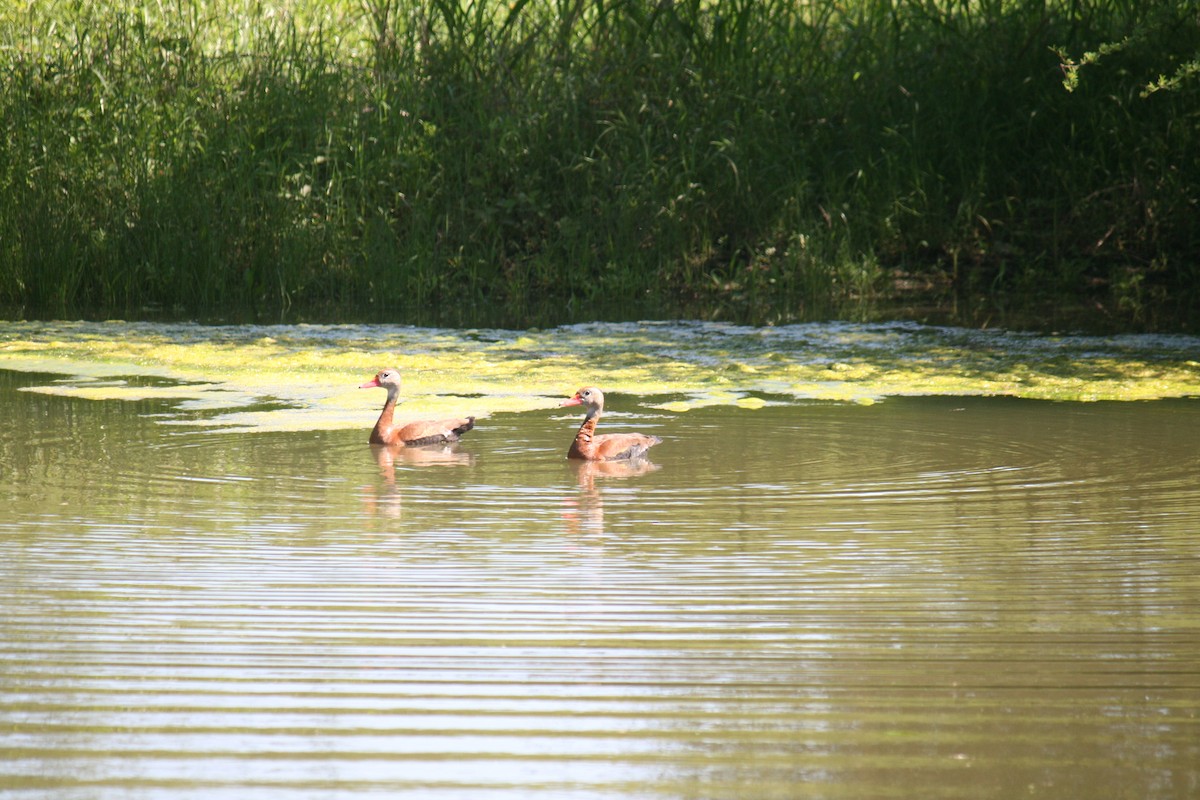 Suirirí Piquirrojo - ML96113641