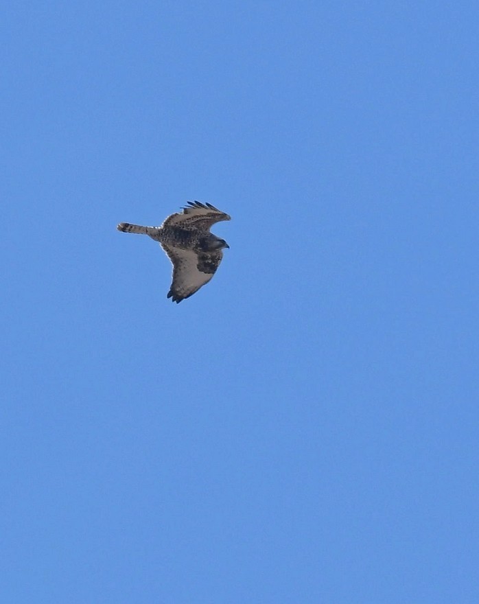 Rough-legged Hawk - ML96114031