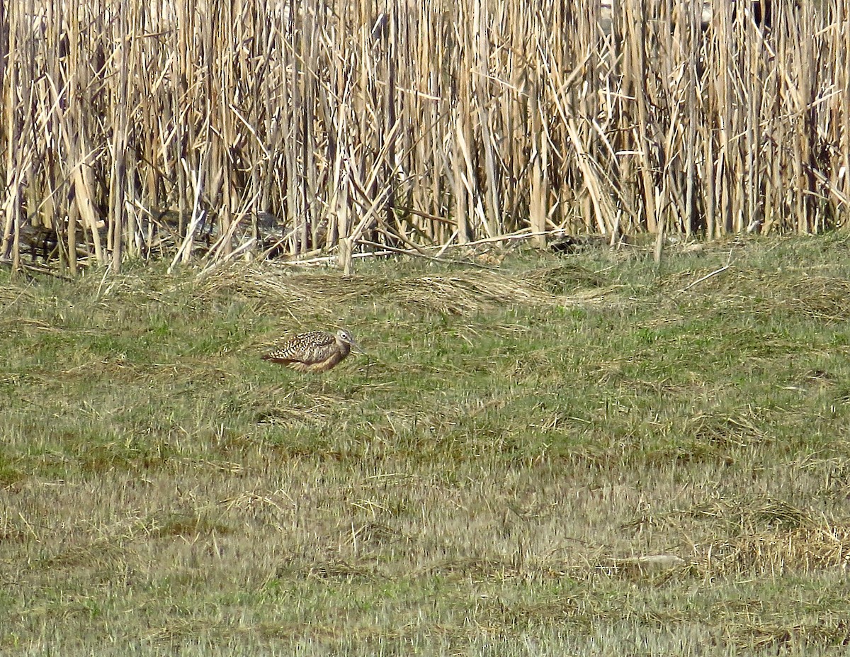 Long-billed Curlew - ML96119001