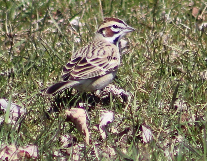 Lark Sparrow - ML96119891