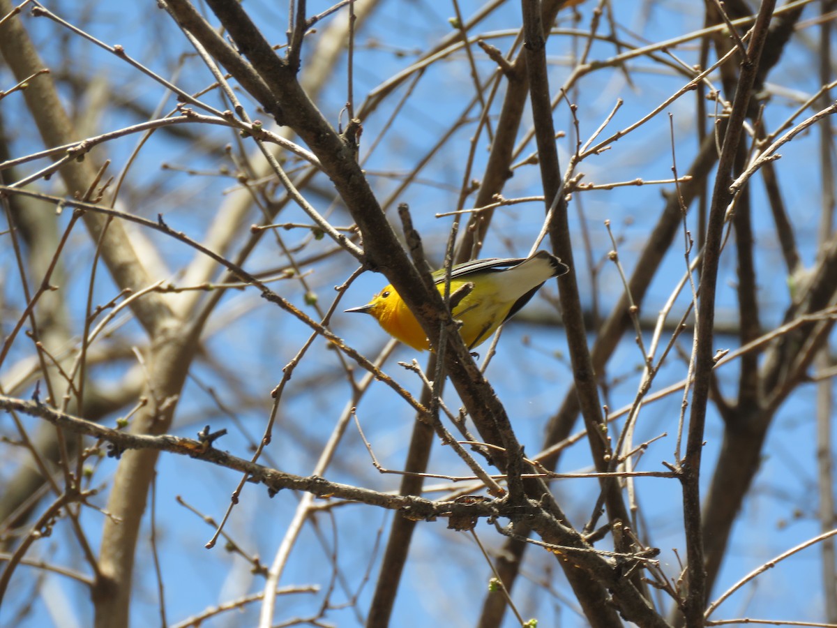 Prothonotary Warbler - ML96121551