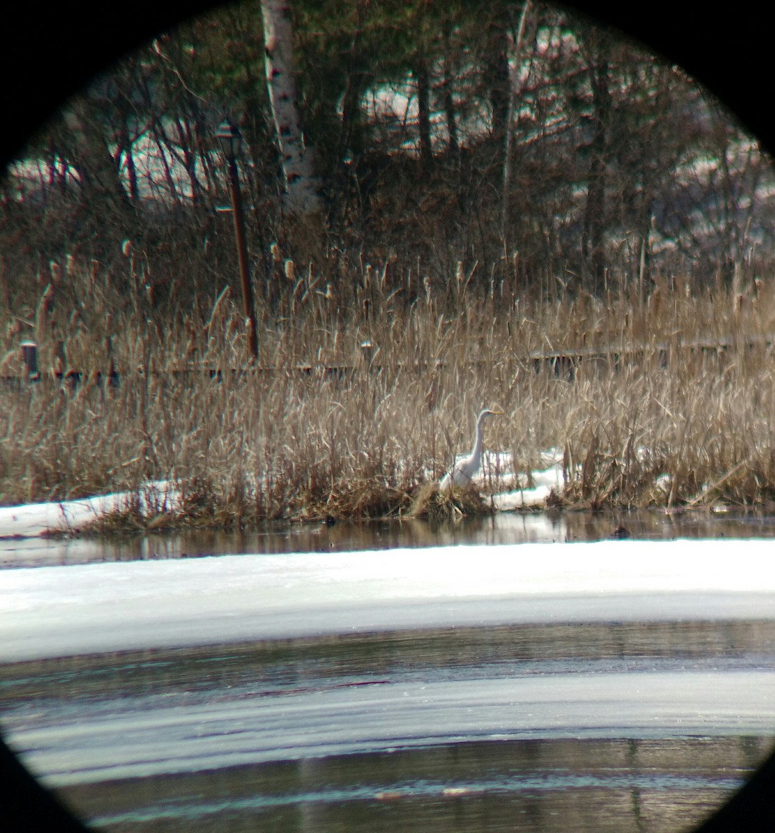 Great Egret - ML96122341