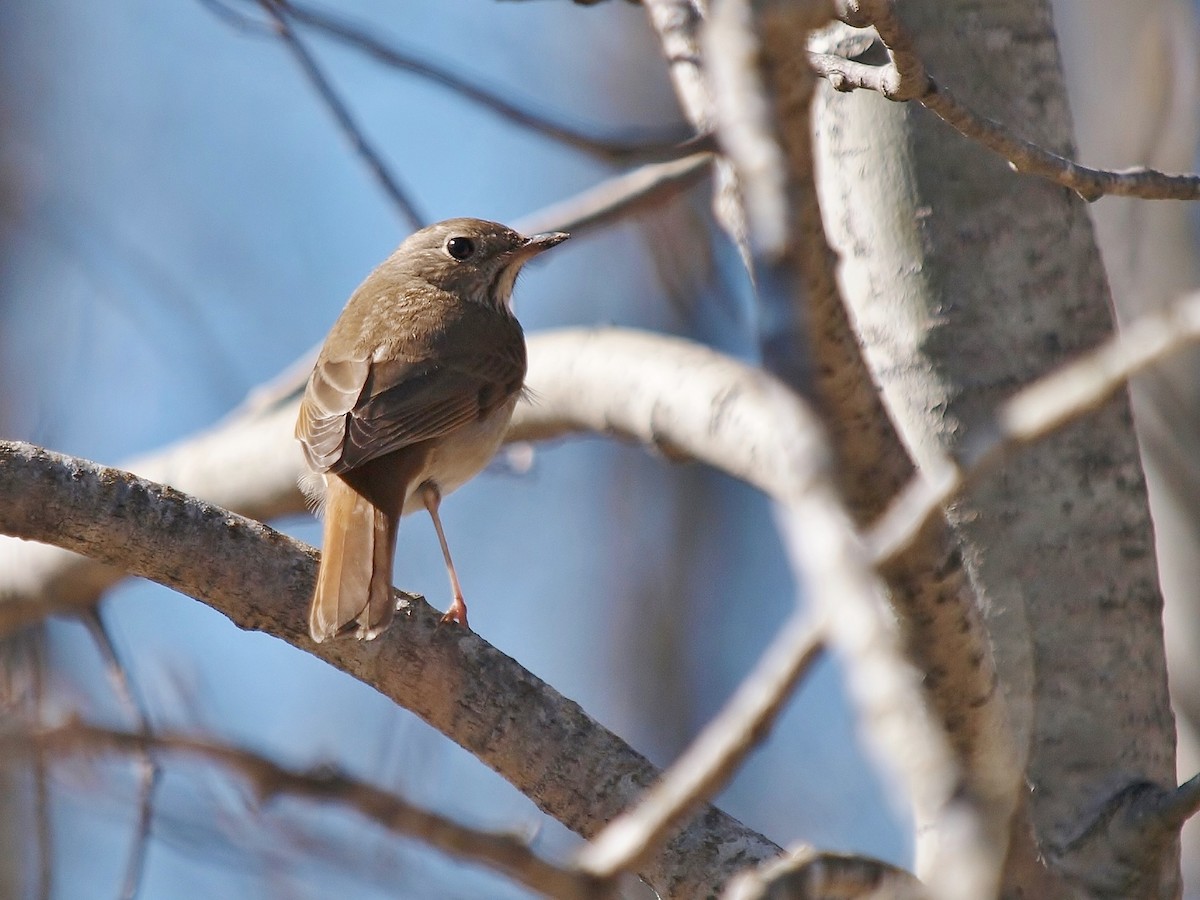 Hermit Thrush - ML96125321