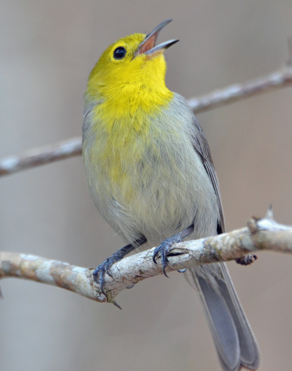 Yellow-headed x Oriente Warbler (hybrid) - ML96126591