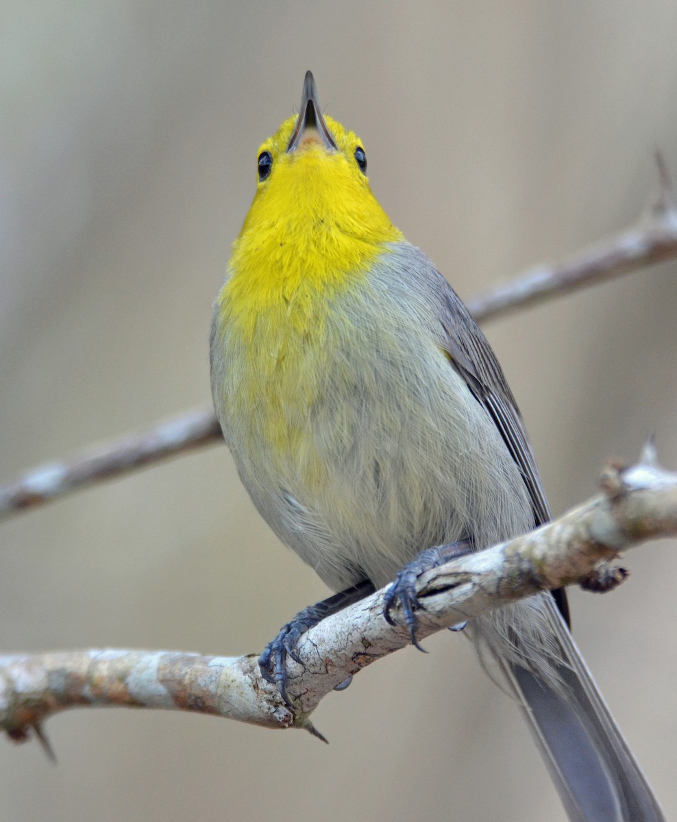 Yellow-headed x Oriente Warbler (hybrid) - ML96126821