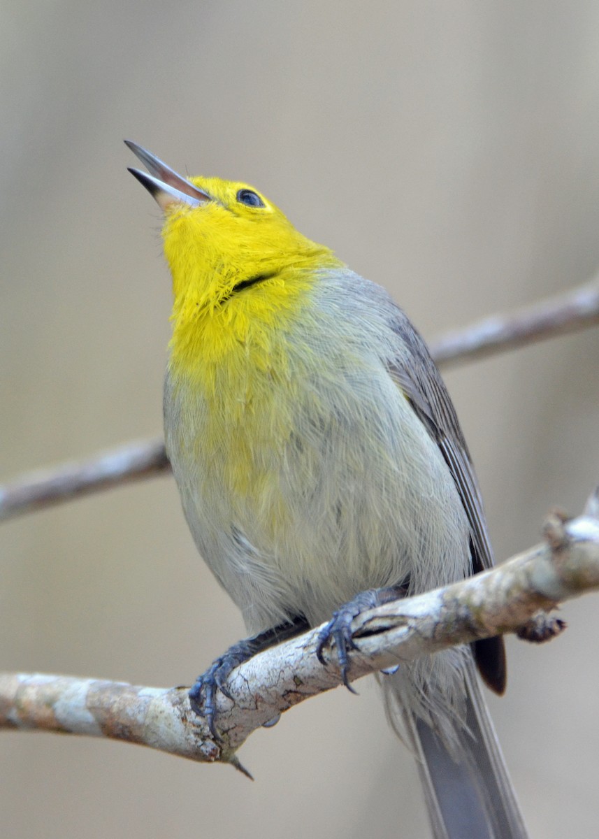 Yellow-headed x Oriente Warbler (hybrid) - ML96126871