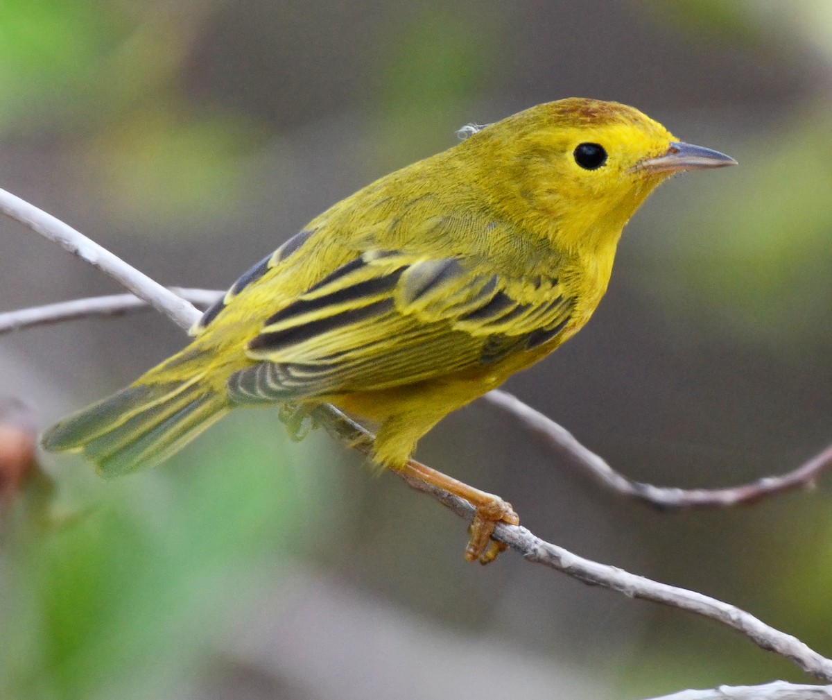 Yellow Warbler (Golden) - Steven Mlodinow