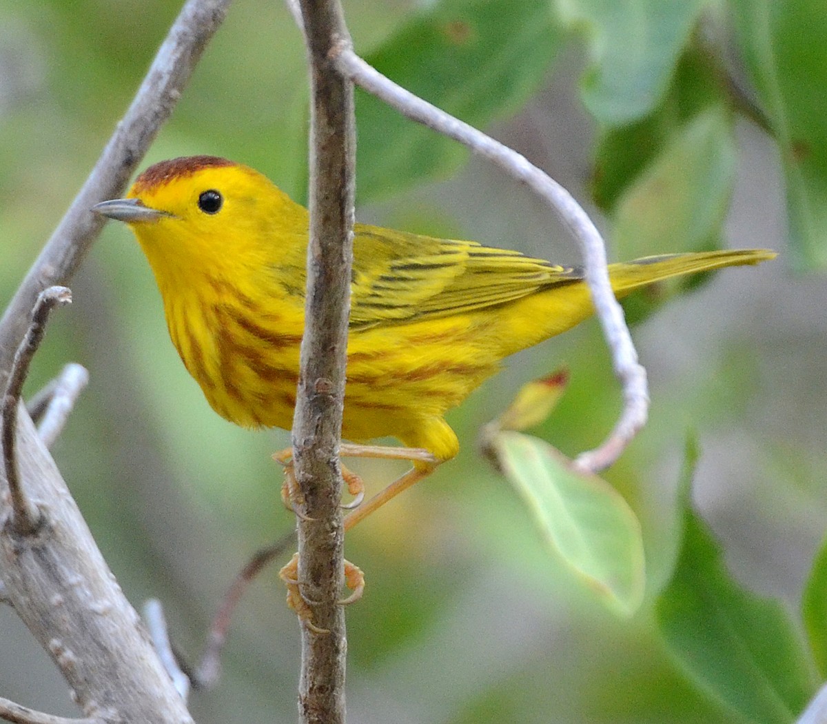 Yellow Warbler (Golden) - ML96129651