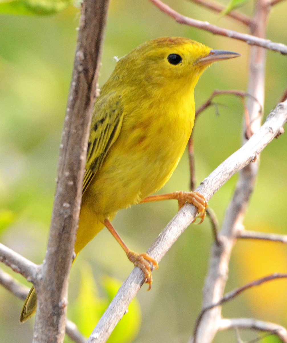 Yellow Warbler (Golden) - ML96129661