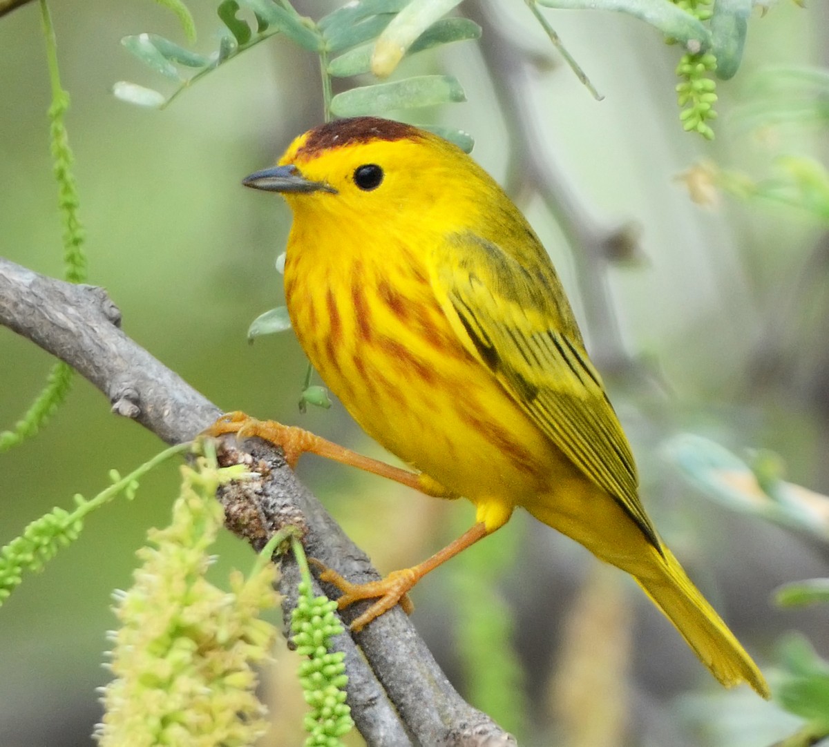 Yellow Warbler (Golden) - ML96129991