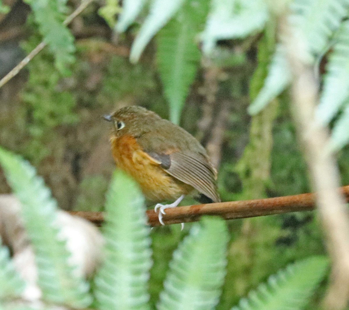 Rusty-breasted Antpitta - John Bruin