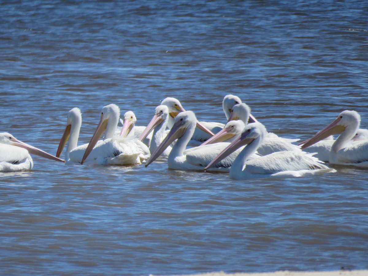 pelikán severoamerický - ML96130931