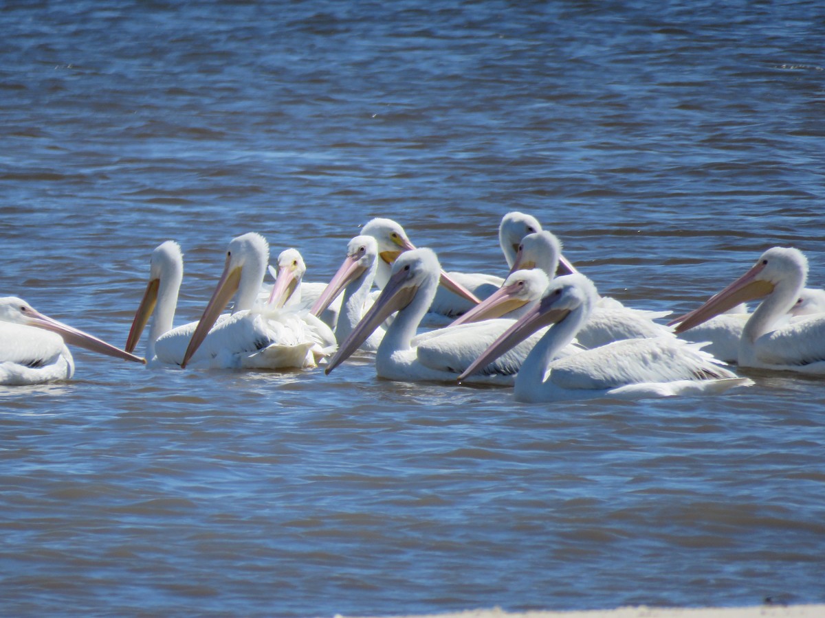 American White Pelican - ML96130931