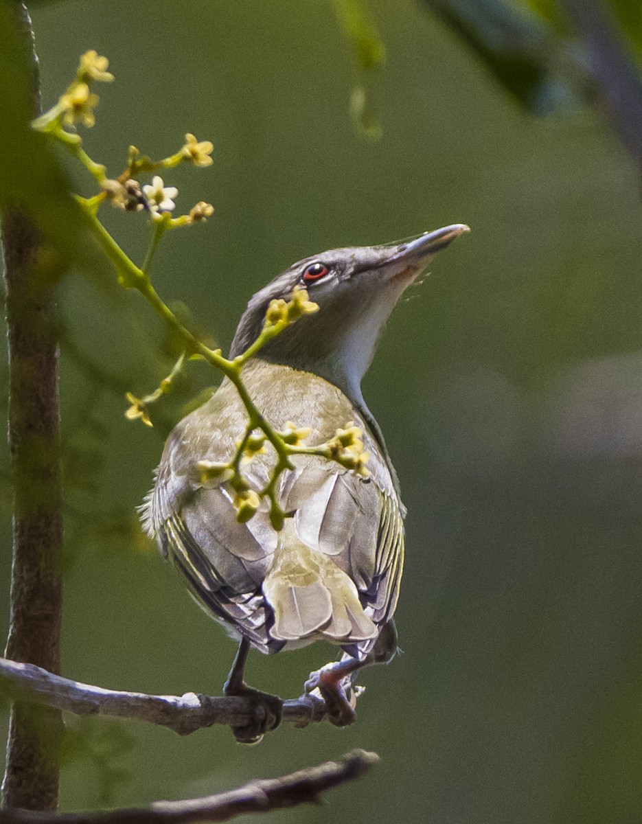 Red-eyed Vireo - ML96131731