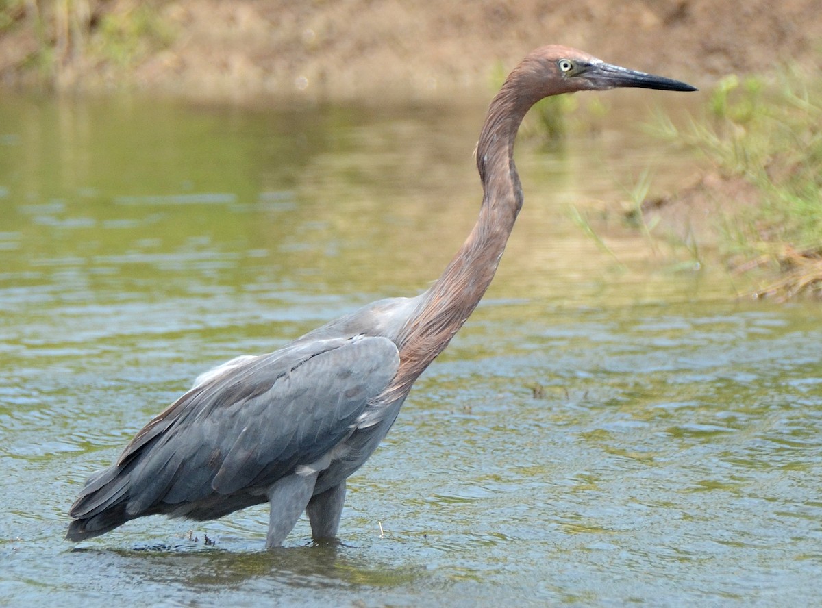 Reddish Egret - ML96132991