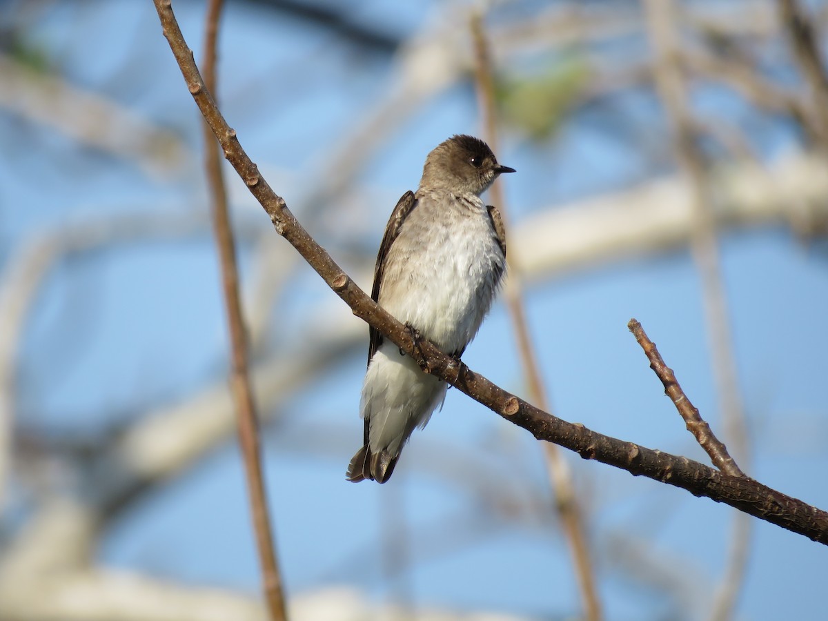 Hirondelle à ailes hérissées - ML96133121