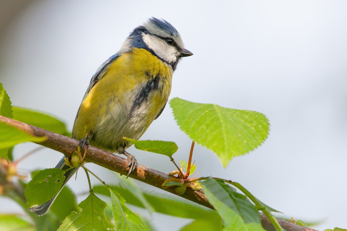 Eurasian Blue Tit - ML96133551