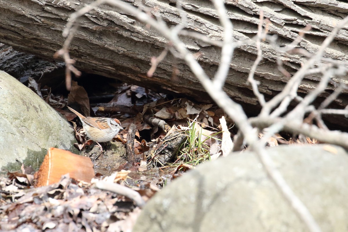 Swamp Sparrow - ML96134881