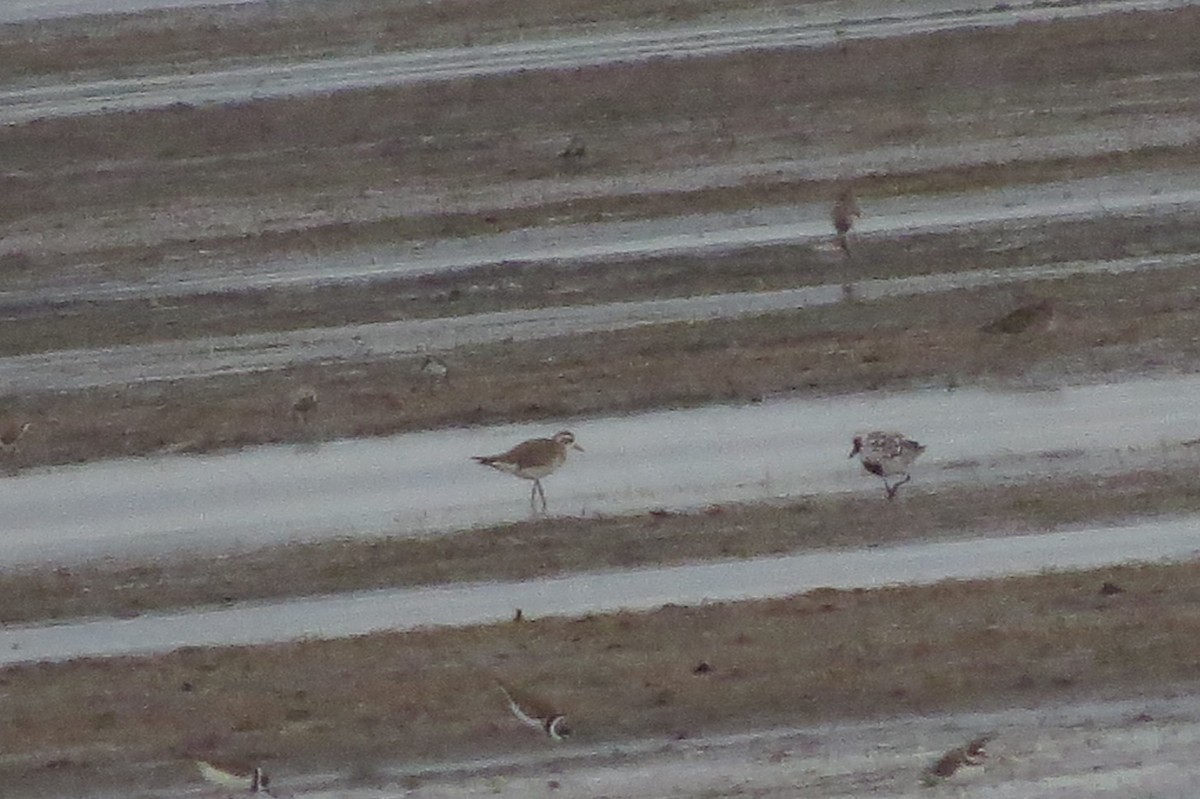 American Golden-Plover - Audrey Whitlock