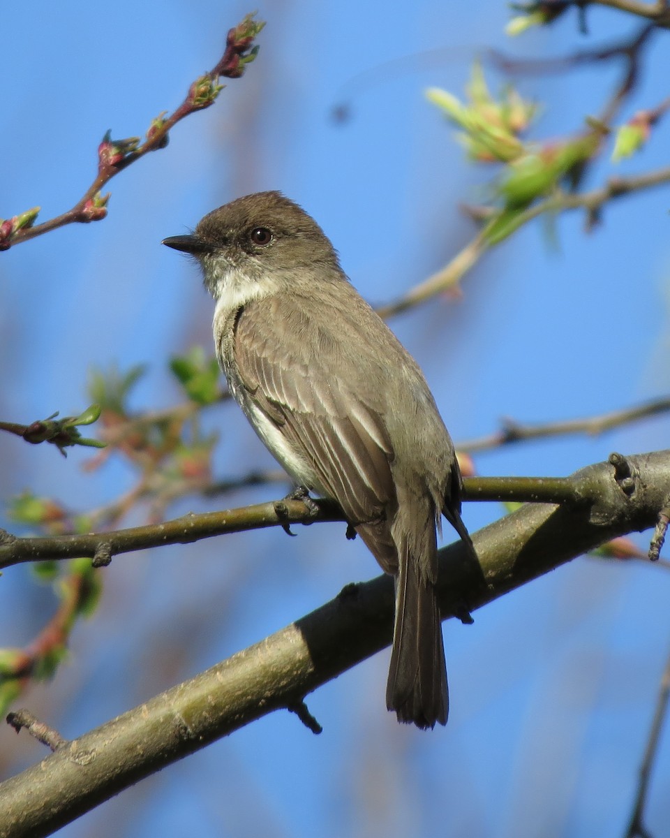 Eastern Phoebe - ML96136771