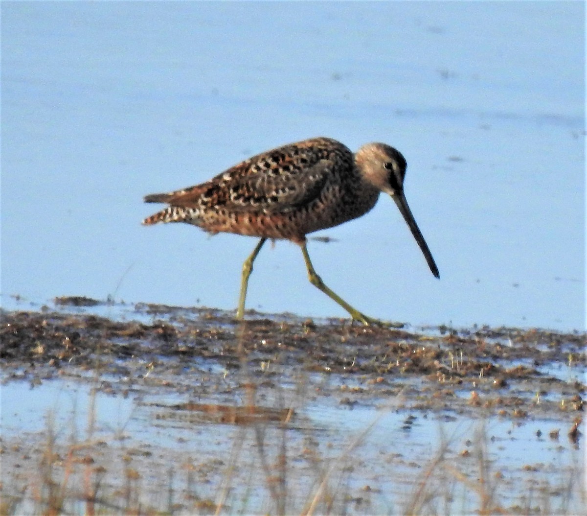 Long-billed Dowitcher - ML96137331