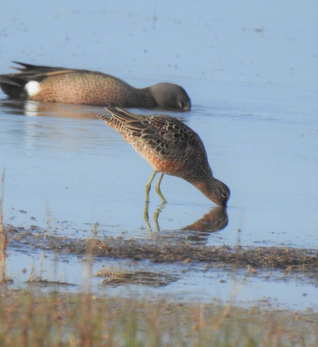 Long-billed Dowitcher - ML96137441