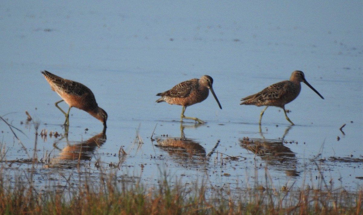 Long-billed Dowitcher - ML96137551