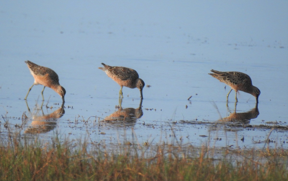 Long-billed Dowitcher - ML96137601
