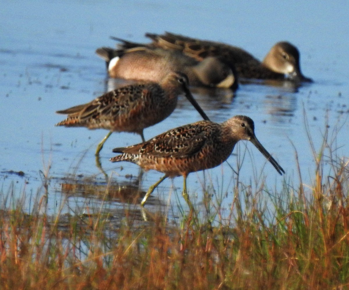Long-billed Dowitcher - ML96137971