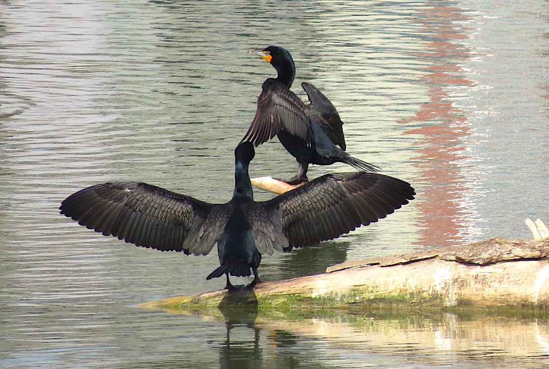 Double-crested Cormorant - Ted Floyd