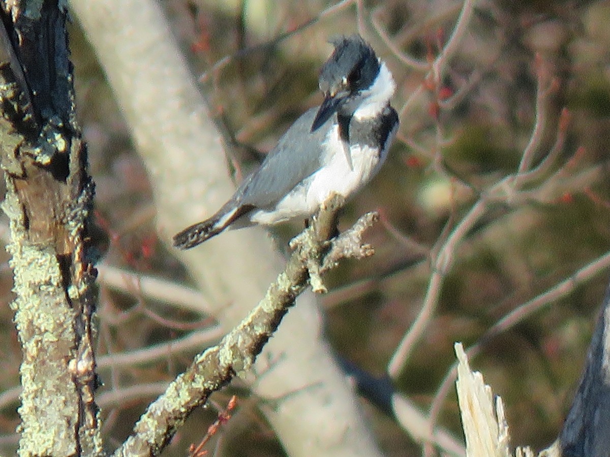 Belted Kingfisher - ML96139351