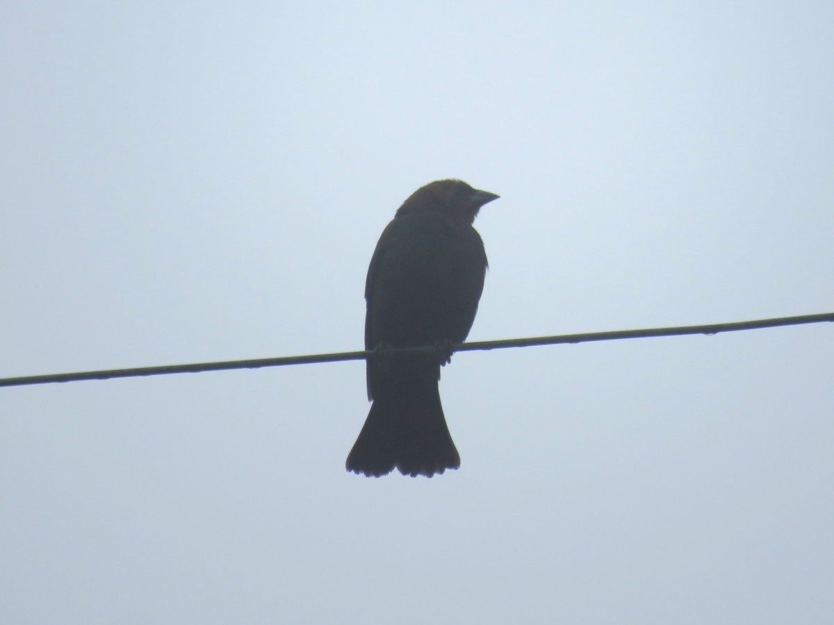 Brown-headed Cowbird - ML96139801