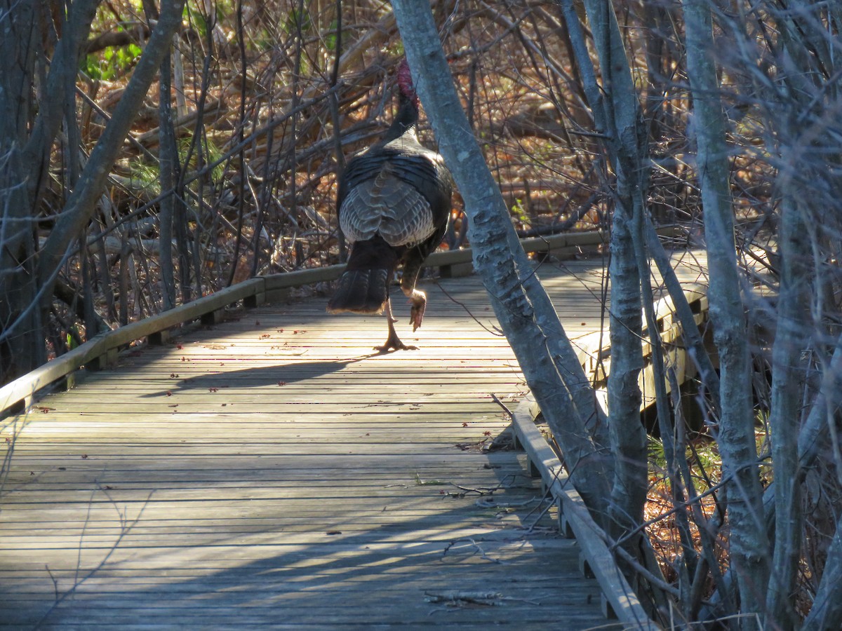 Wild Turkey - ML96140591