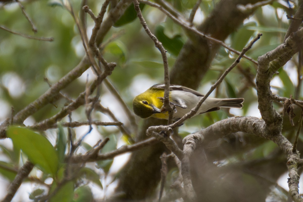 Gelbkehlvireo - ML96142881