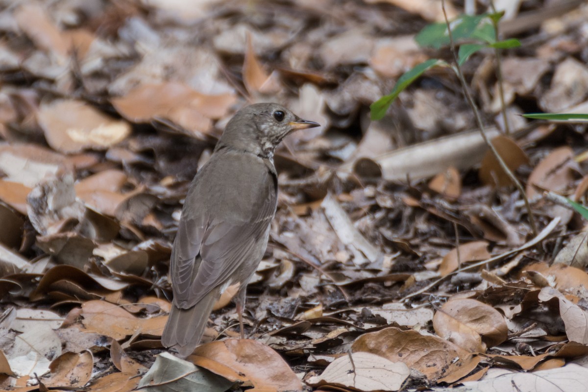 Gray-cheeked Thrush - ML96143031