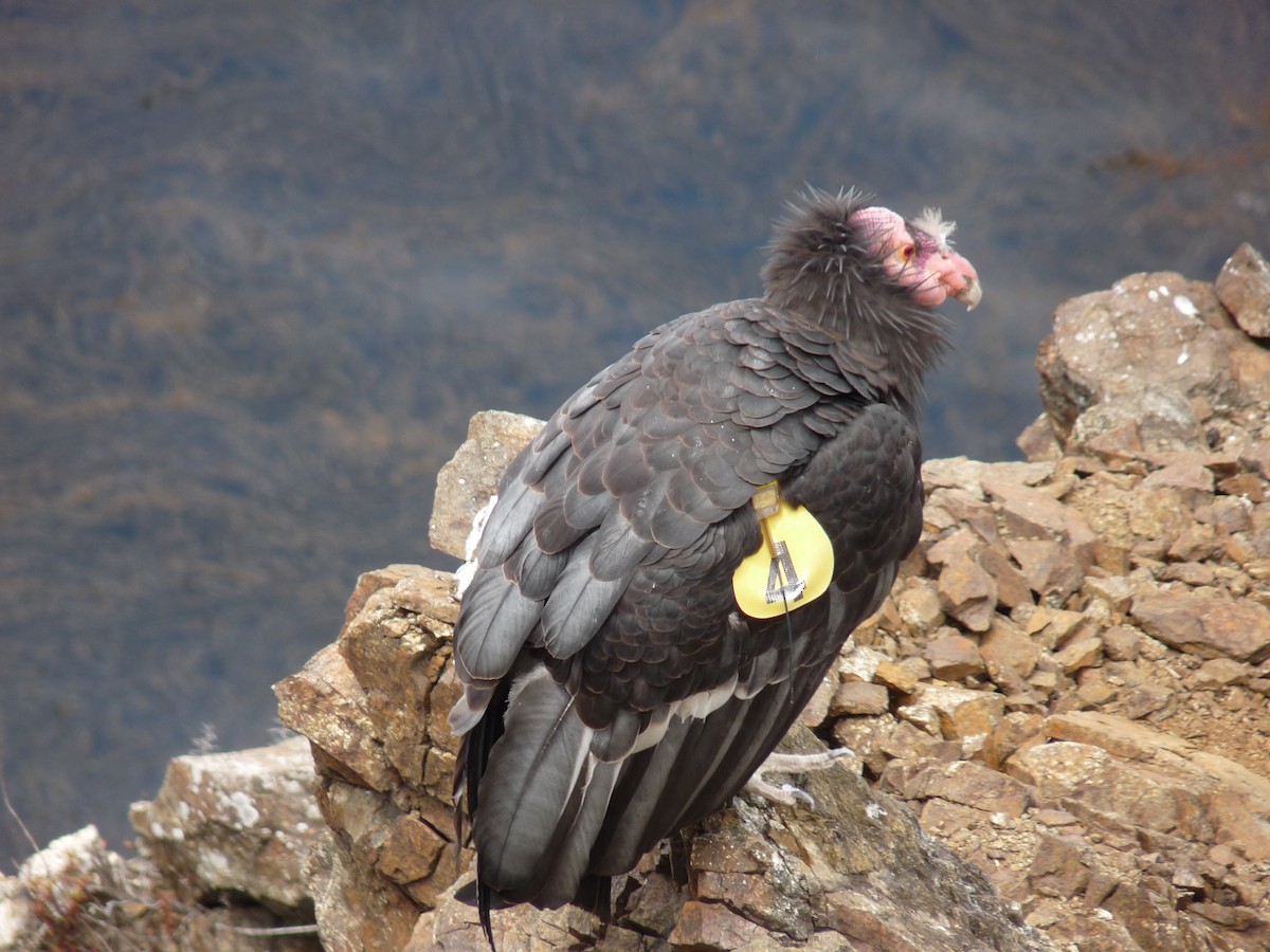 California Condor - Jim Mitchell