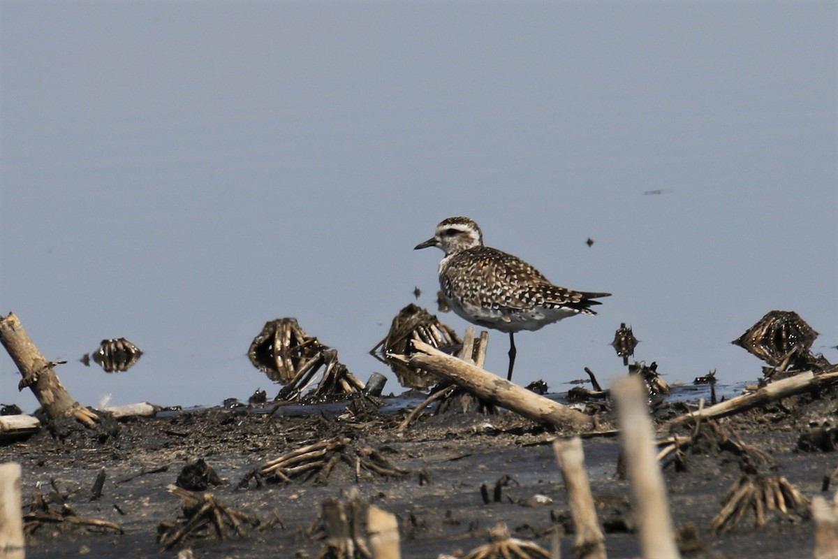 American Golden-Plover - ML96146561