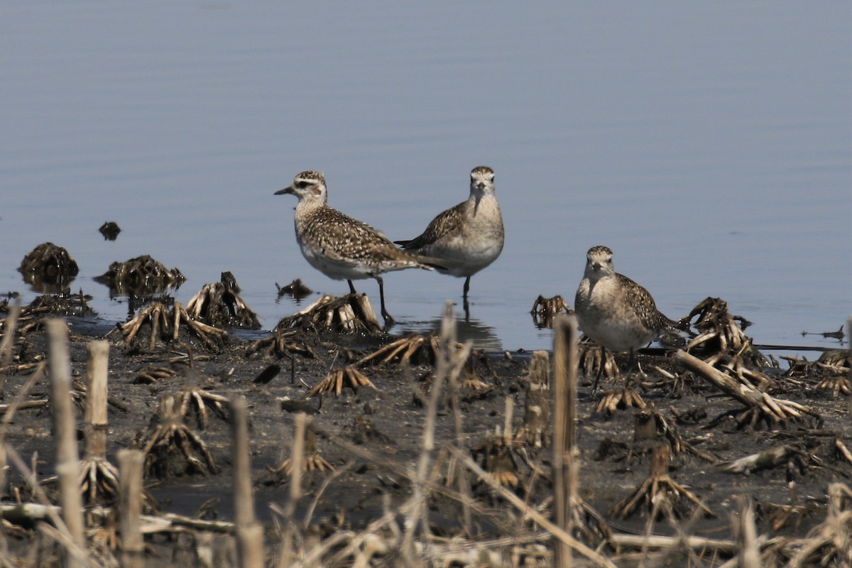 American Golden-Plover - ML96146571