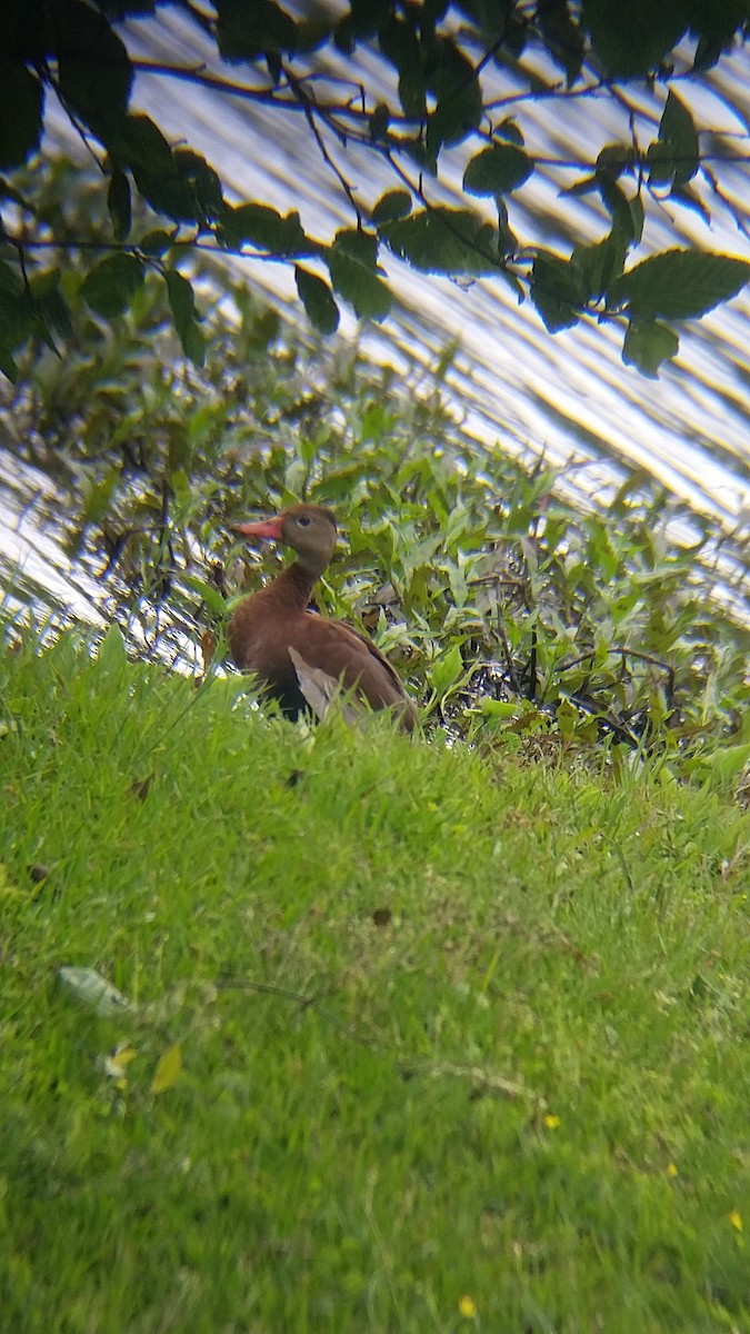 Black-bellied Whistling-Duck - ML96148271