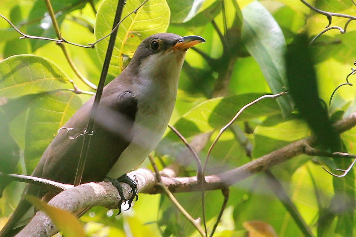 Yellow-billed Cuckoo - ML96153281