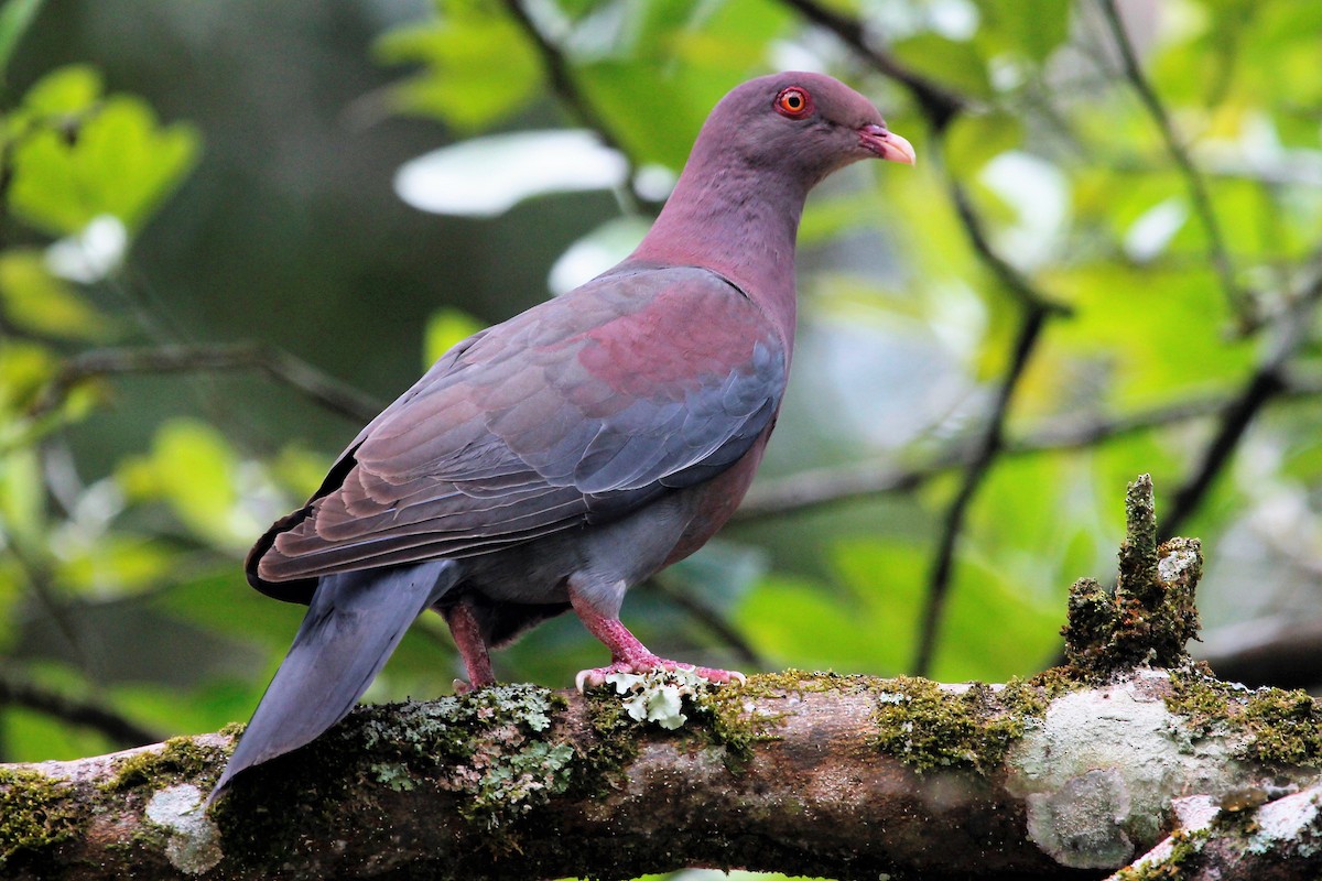 Pigeon à bec rouge - ML96153921