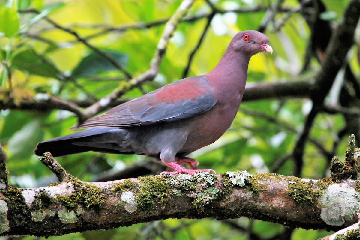 Pigeon à bec rouge - ML96154021