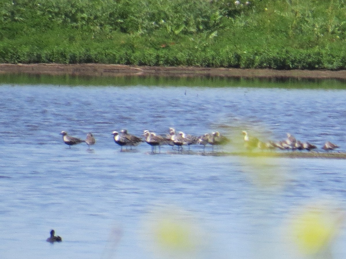 Black-bellied Plover - ML96156531