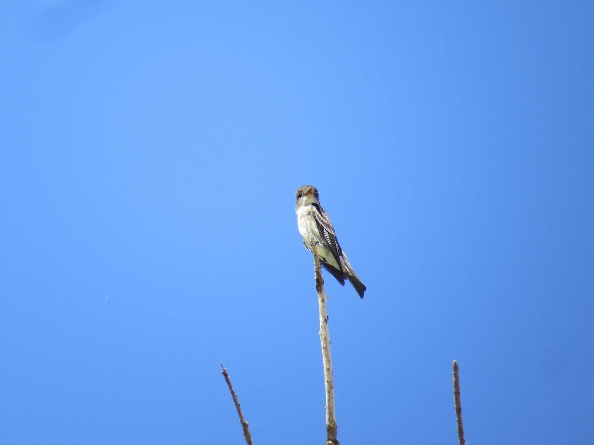 Olive-sided Flycatcher - ML96159151