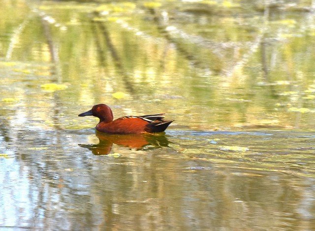 Cinnamon Teal - Edward Donnan