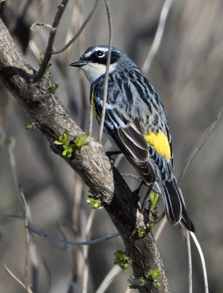 Yellow-rumped Warbler - ML96160881