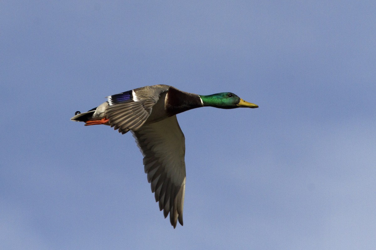 Mallard - ML96161421