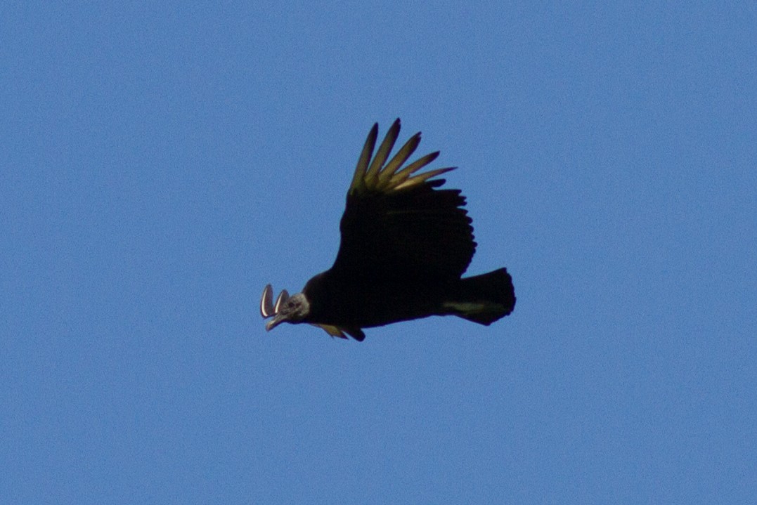 Black Vulture - ML96163271
